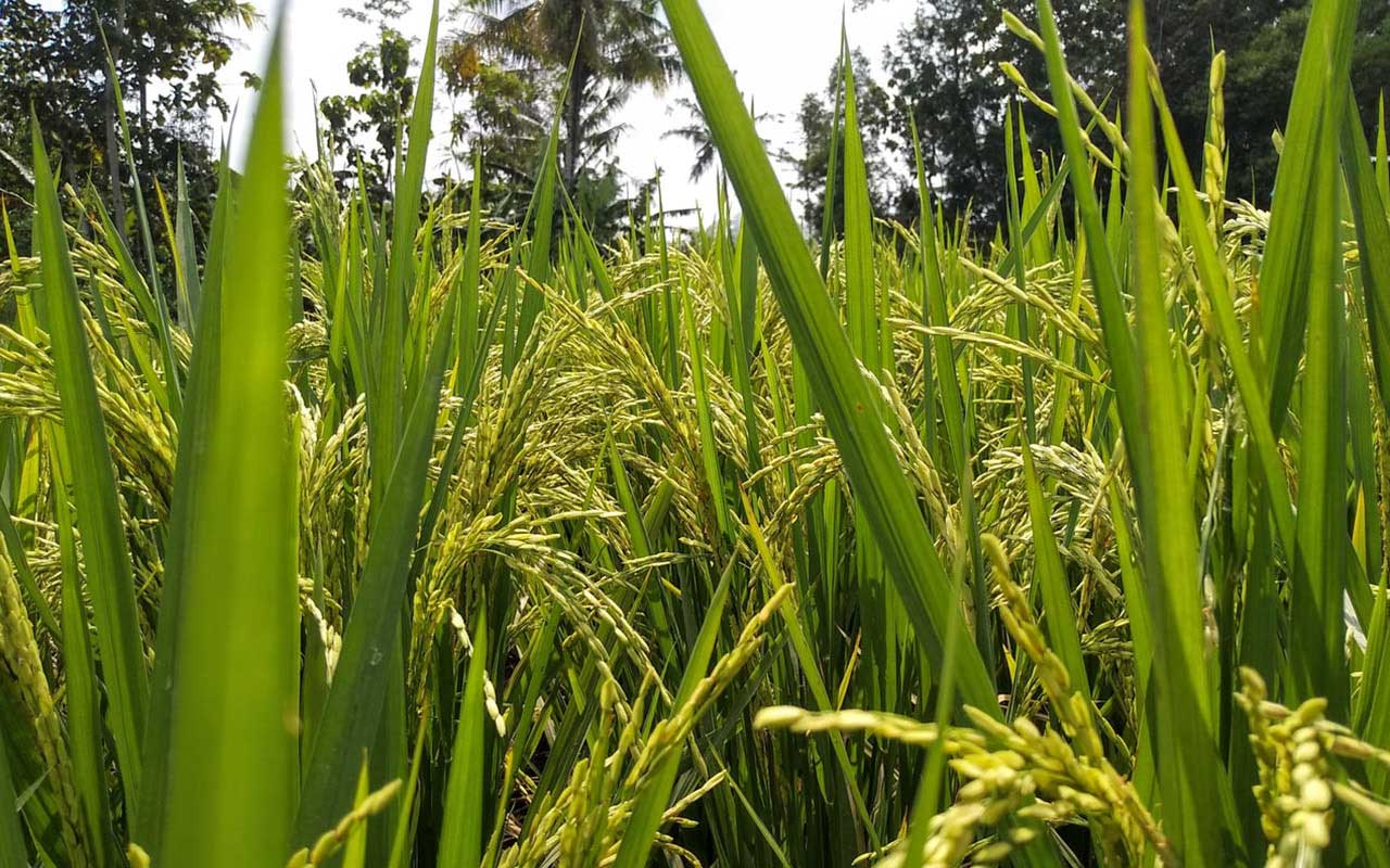 Comparative Study for Sustainable and Better Market Access of the Regional Rice Sector