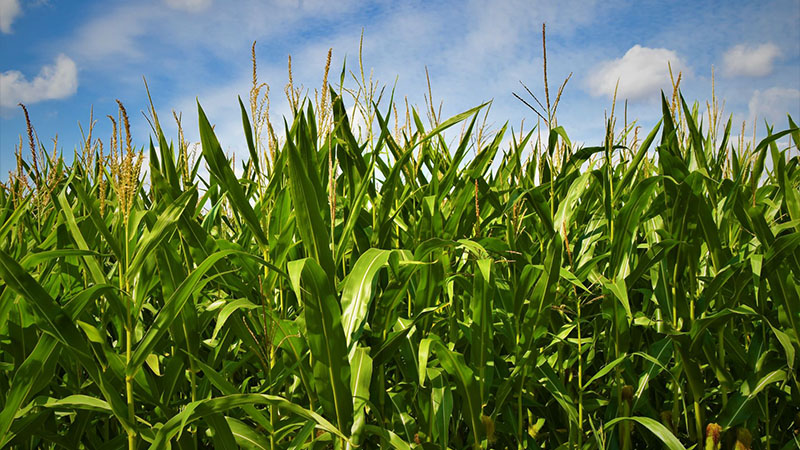 Cambodia’s Agri-Food Trade: Structure, Challenges, New Emerging Potentials, and Impacts of Covid-19