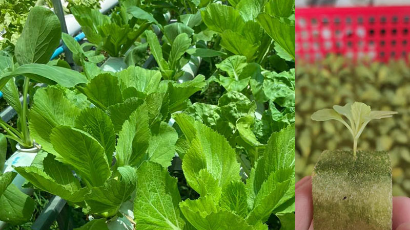 On-farm Food Safety in Horticulture in Cambodia: The Case of Vegetable Farming